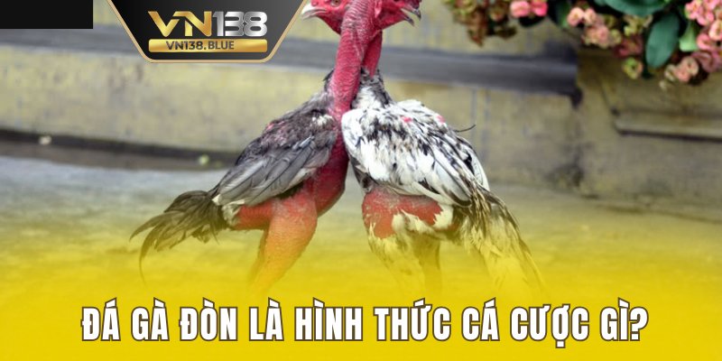 Đá gà đòn là hình thức cá cược gì?