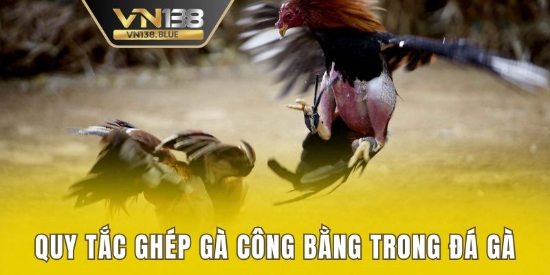 Quy tắc ghép gà công bằng trong đá gà